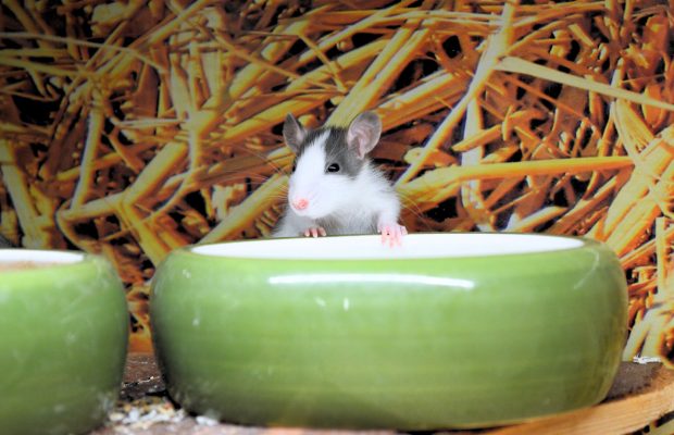 Super ZOO prodejna v Central Kladno