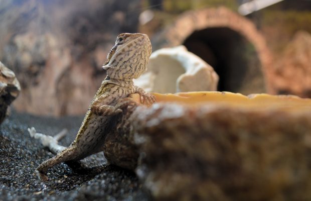 Super ZOO prodejna v Central Kladno